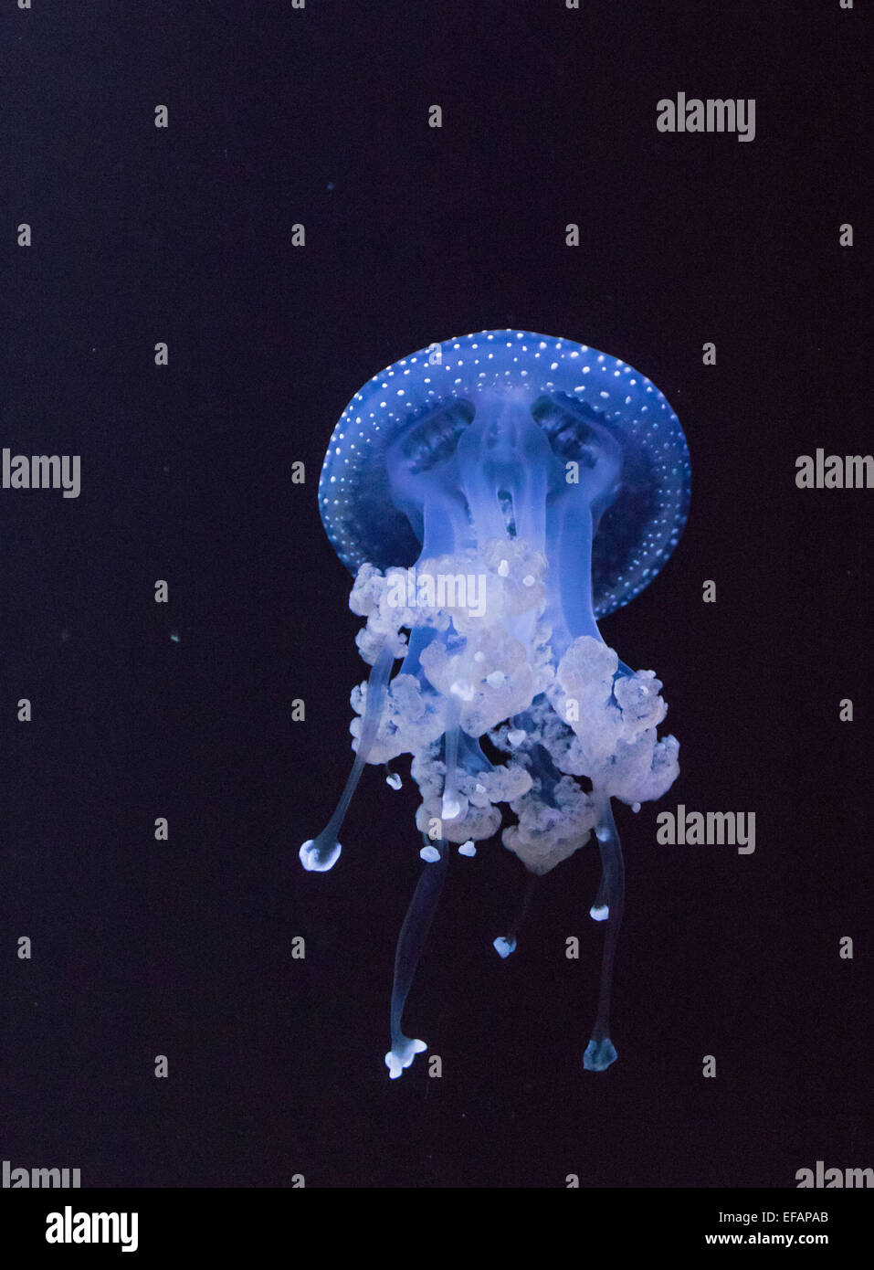 White-spotted medusas, Phyllorhiza punnctata, Foto: Enero 04, 2015. Foto de stock