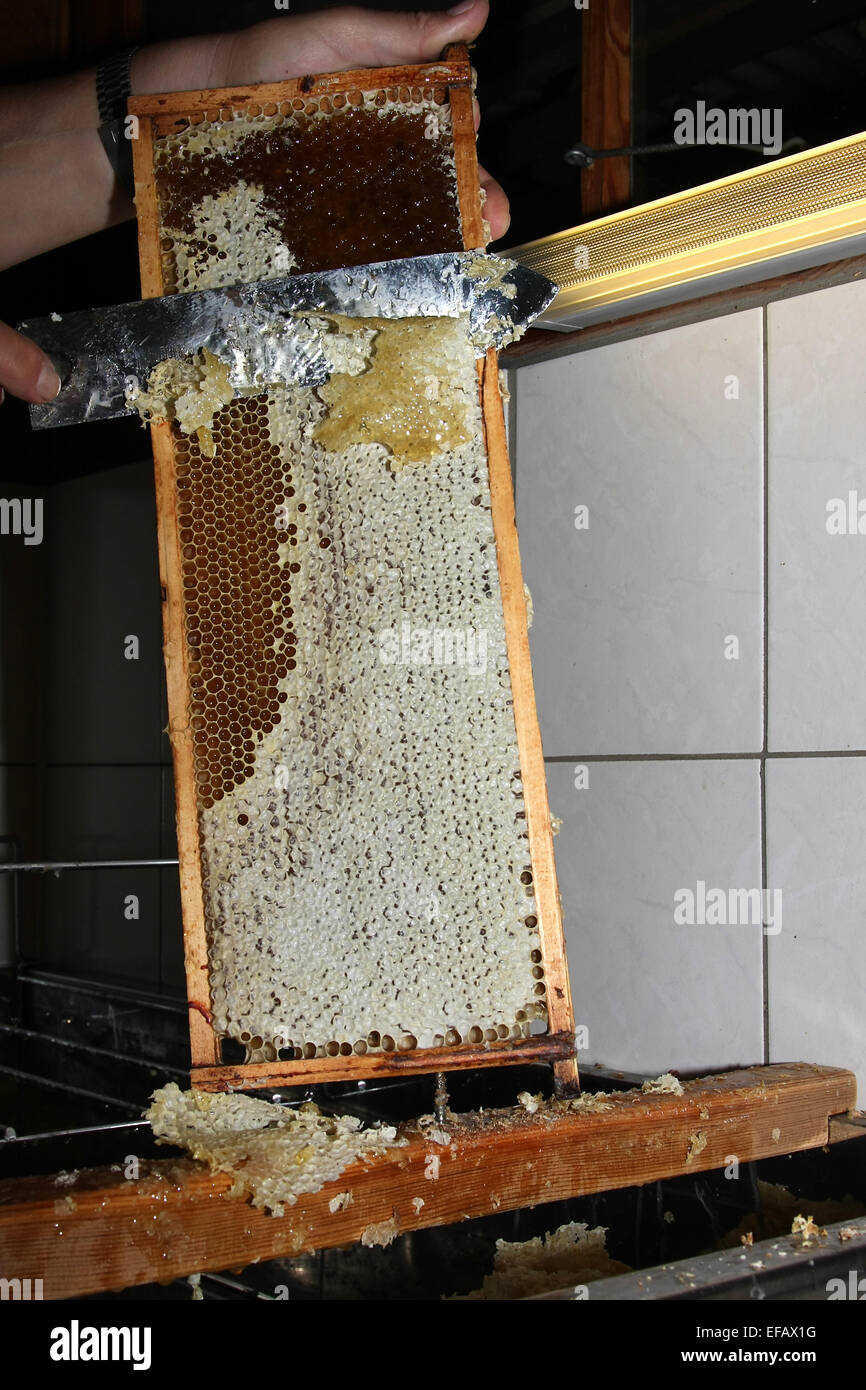 Llenos de nido de abeja todavía abierto. Si las abejas entonces encontrar que la miel está madura, se cierran las celdas del panal herméticamente con cera delgada cubierta. Foto: Klaus Nowottnick Fecha: Junio 19, 2011 Foto de stock