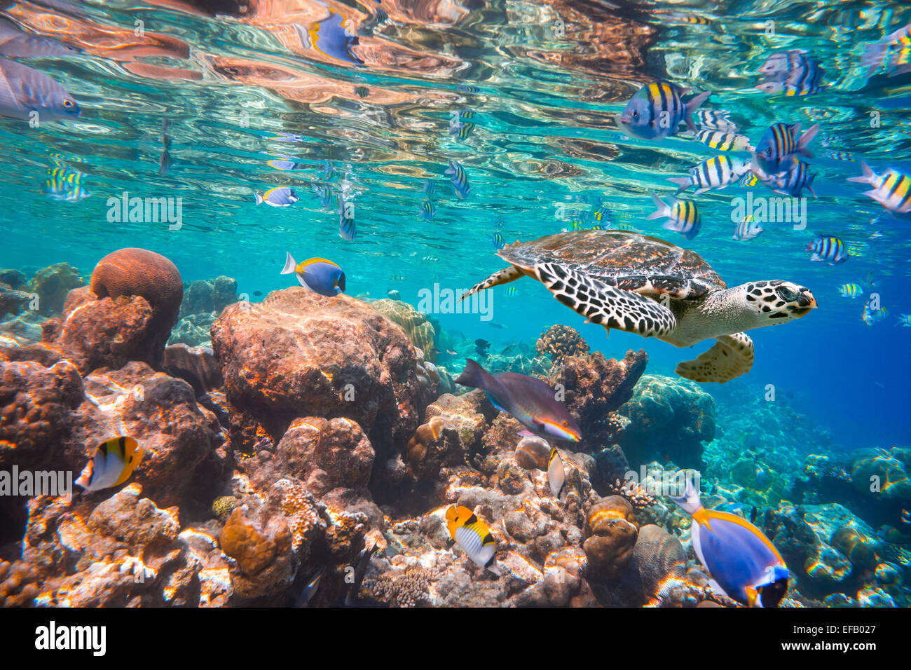 La tortuga carey, Eretmochelys imbricata, flota en el agua. Maldivas arrecifes de coral del Océano Índico. Foto de stock