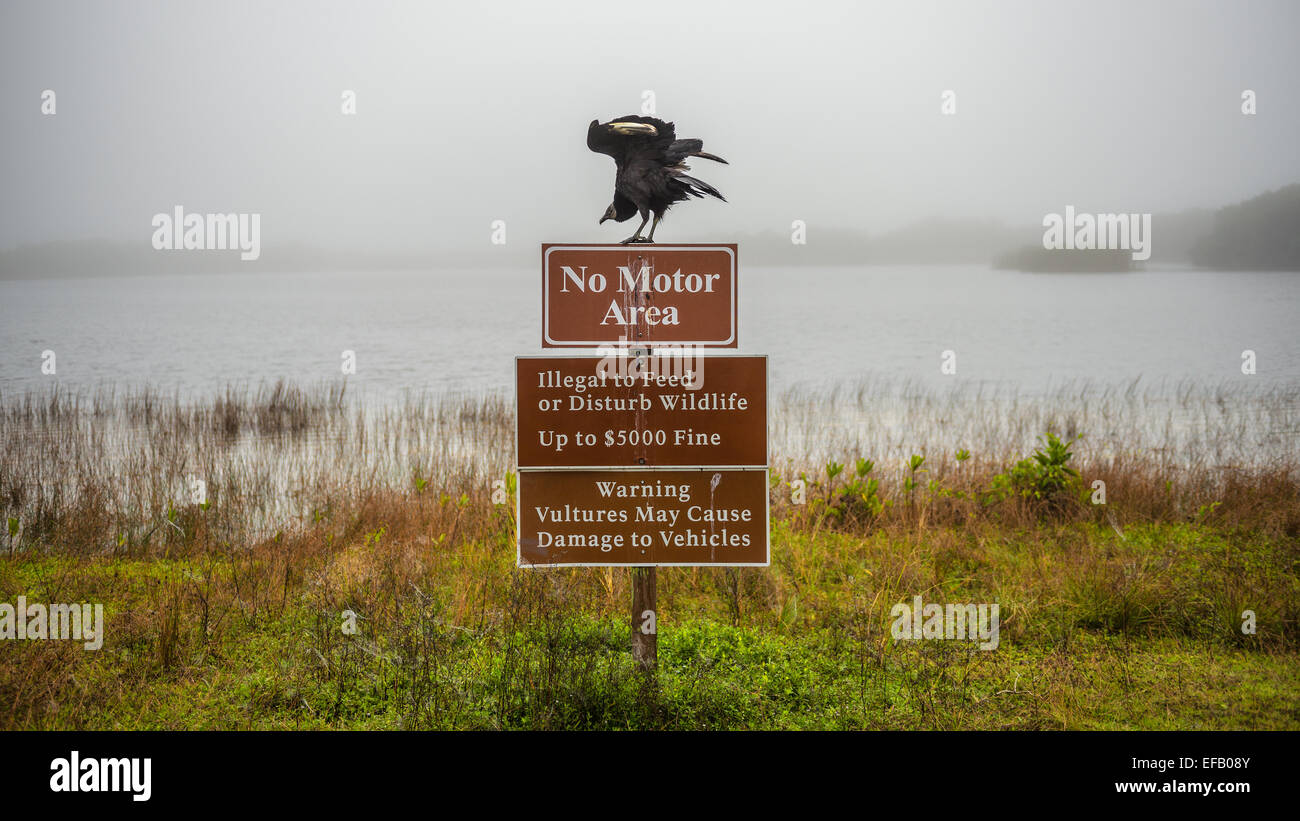 Con un signo de advertencia de buitre leonado encima de ella en el Parque Nacional de los Everglades, Florida Foto de stock