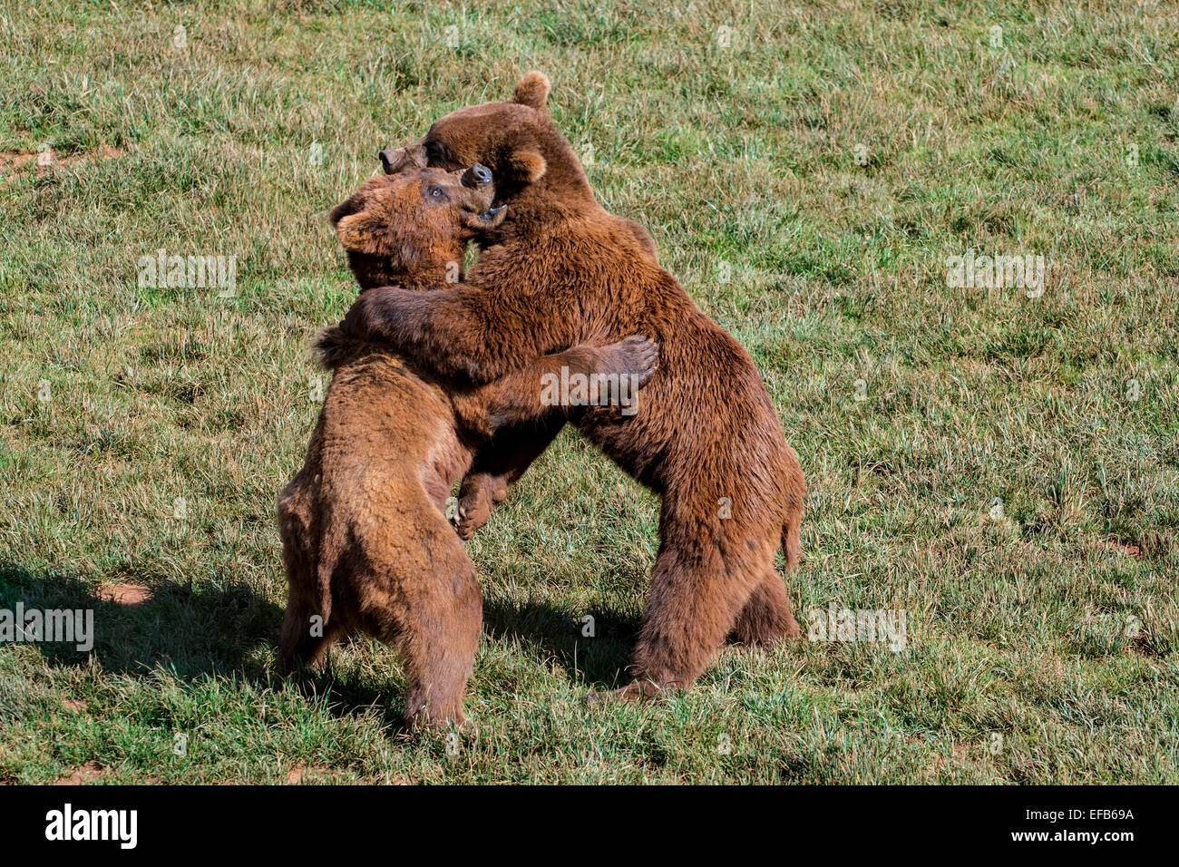 Dos Euroasiática territorial agresivo oso pardo (Ursus arctos arctos) combatiendo mientras de pie sobre las patas traseras Foto de stock