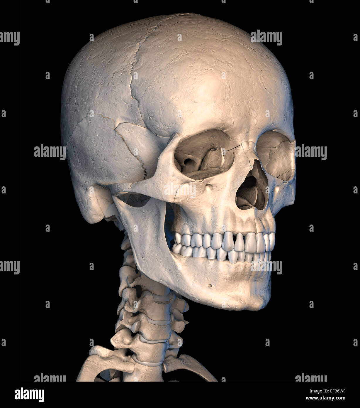 Muy detallada y científicamente correcta cráneo humano. Vista en perspectiva, sobre fondo negro. Imagen de la anatomía. Trazado de recorte includ Foto de stock