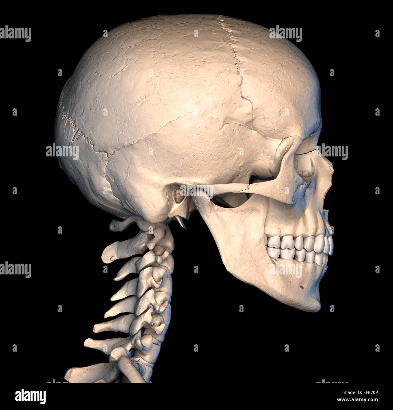 Muy detallada y científicamente correctos. Vista lateral de cráneo humano, sobre fondo negro. Imagen de la anatomía. Foto de stock