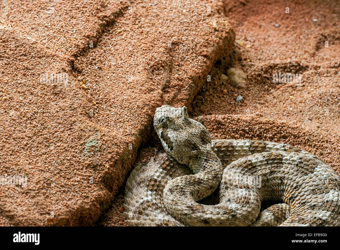 Sidewinder / cuernos / sidewinder de serpientes de cascabel serpiente de cascabel (Crotalus cerastes) al acecho, el suroeste de los Estados Unidos y México Foto de stock