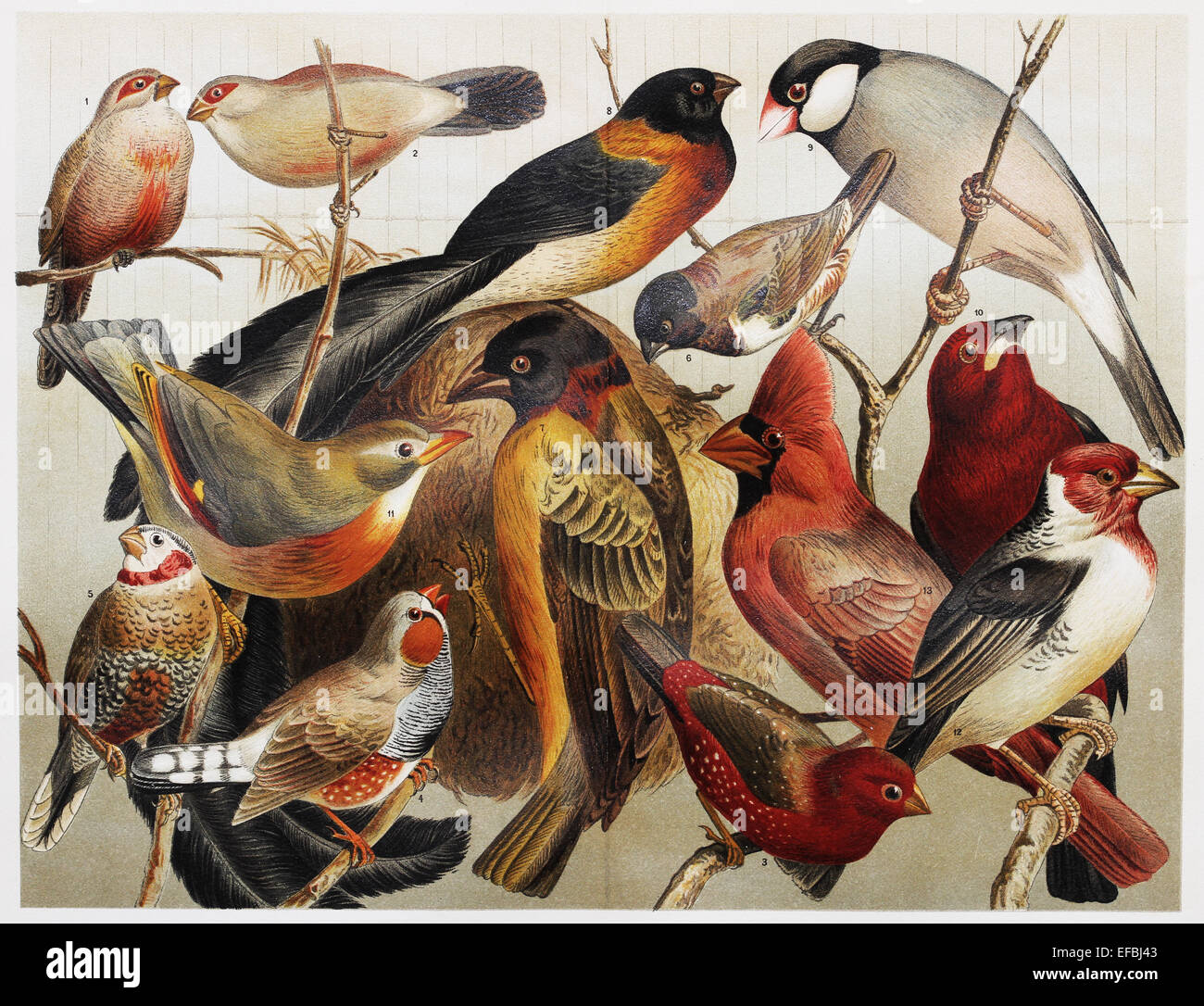 Vintage dibujo que representa exóticas aves de jaula a finales del siglo  XIX Fotografía de stock - Alamy