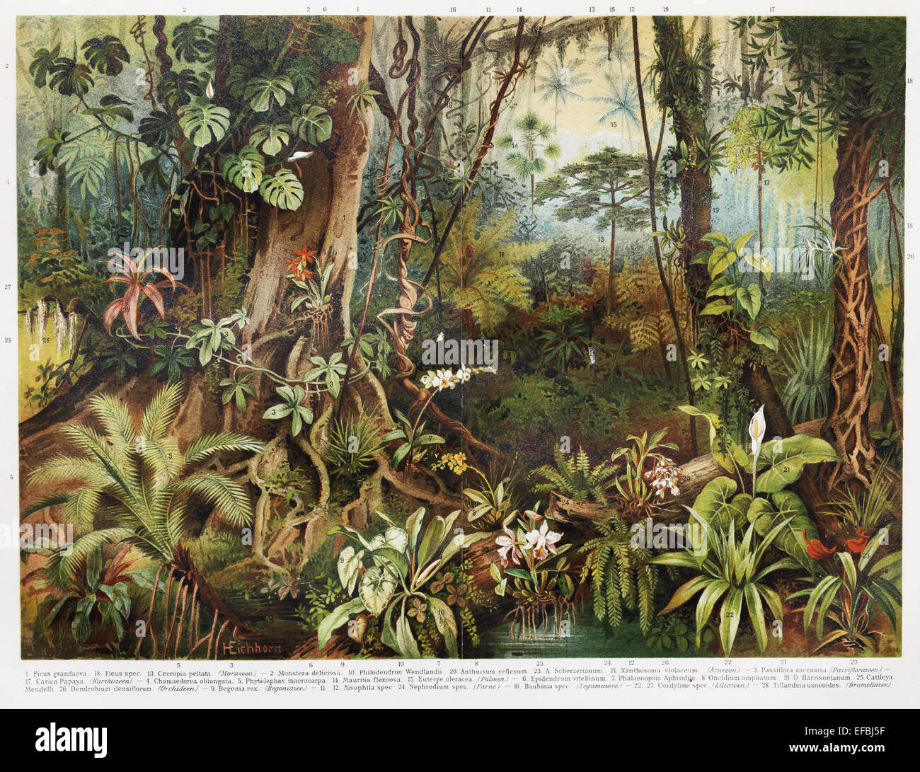 Vintage el dibujo de las plantas en los bosques tropicales desde el  comienzo del período del siglo XX Fotografía de stock - Alamy