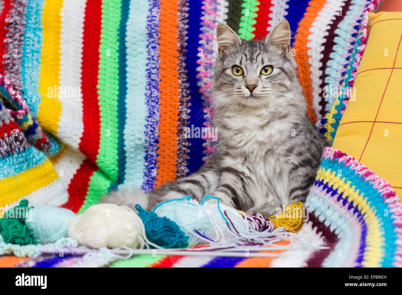 Cat tejida multicolor hobby tejer lana hilados de fondo Foto de stock