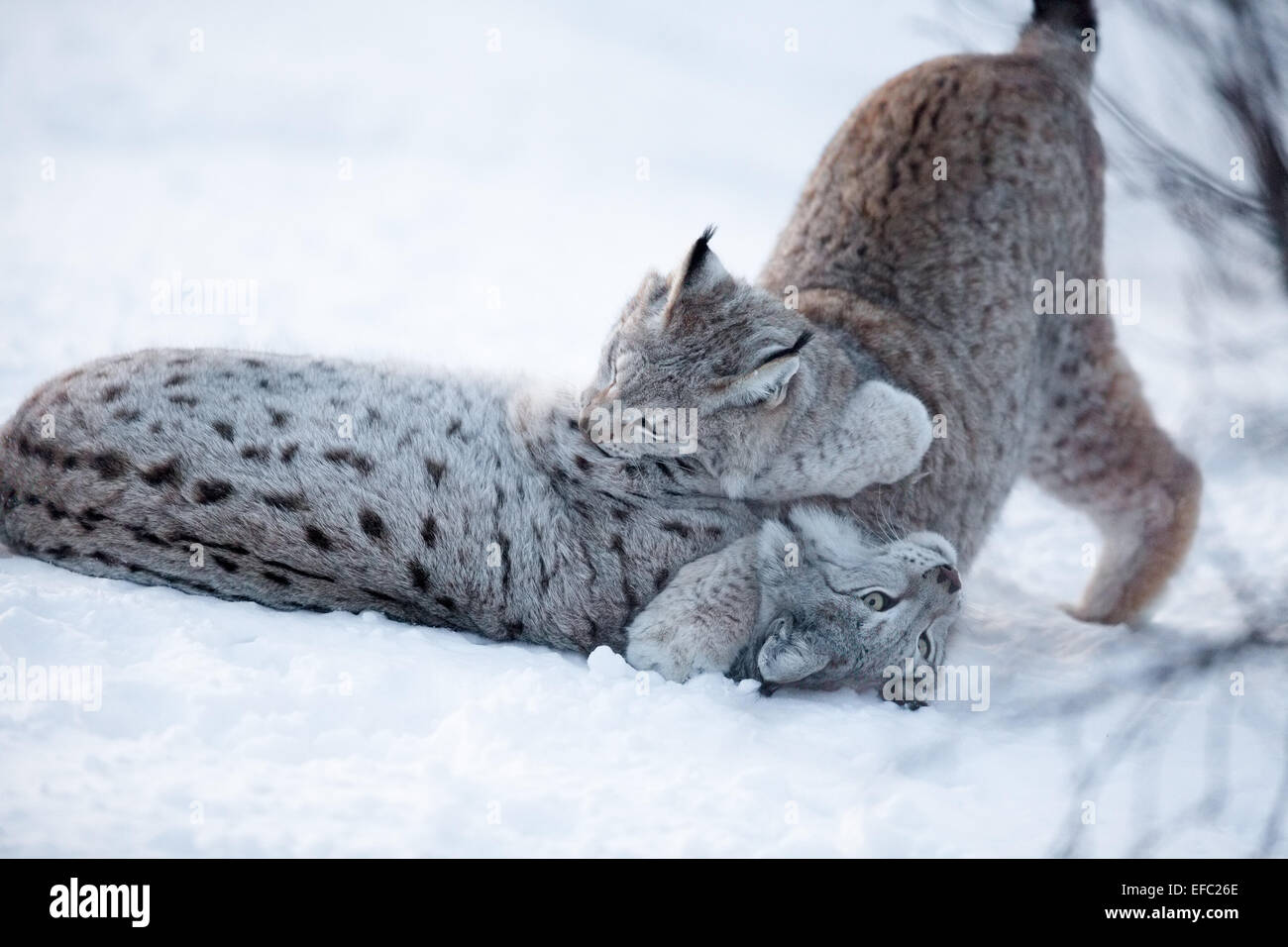 Dos lynx jugando en la nieve Foto de stock