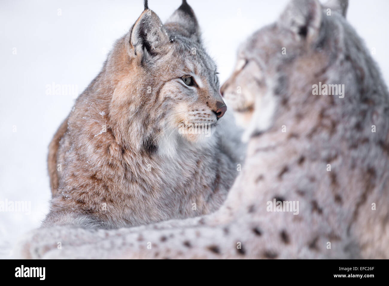 Dos lynx descansa en la nieve. Foto de stock