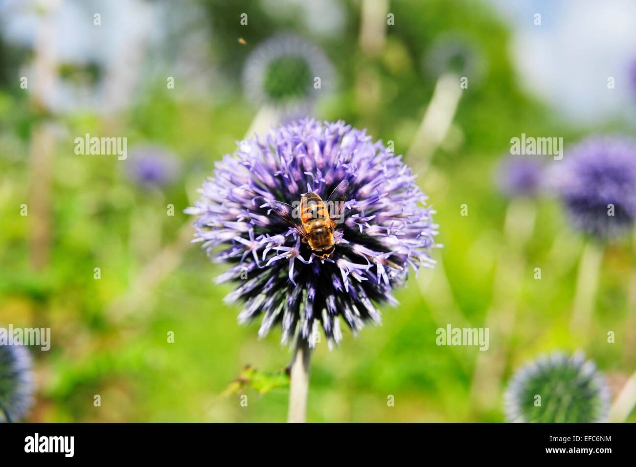 Una abeja en una Allium ornamentales, cebolla. Foto de stock