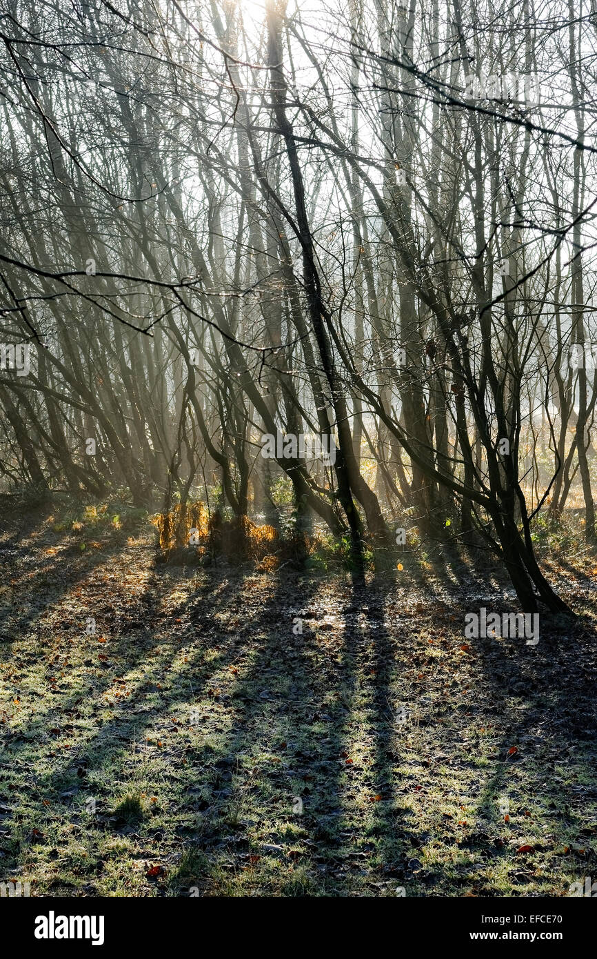 Los troncos del árbol deshojado, recortadas contra el sol del invierno, proyecte sombras sobre tierra helada. Foto de stock