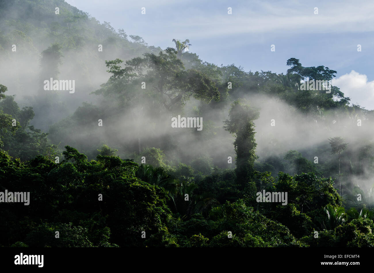 La luz de la mañana brilla en la niebla pasando del bosque tropical lluvioso. Belice, Centroamérica. Foto de stock