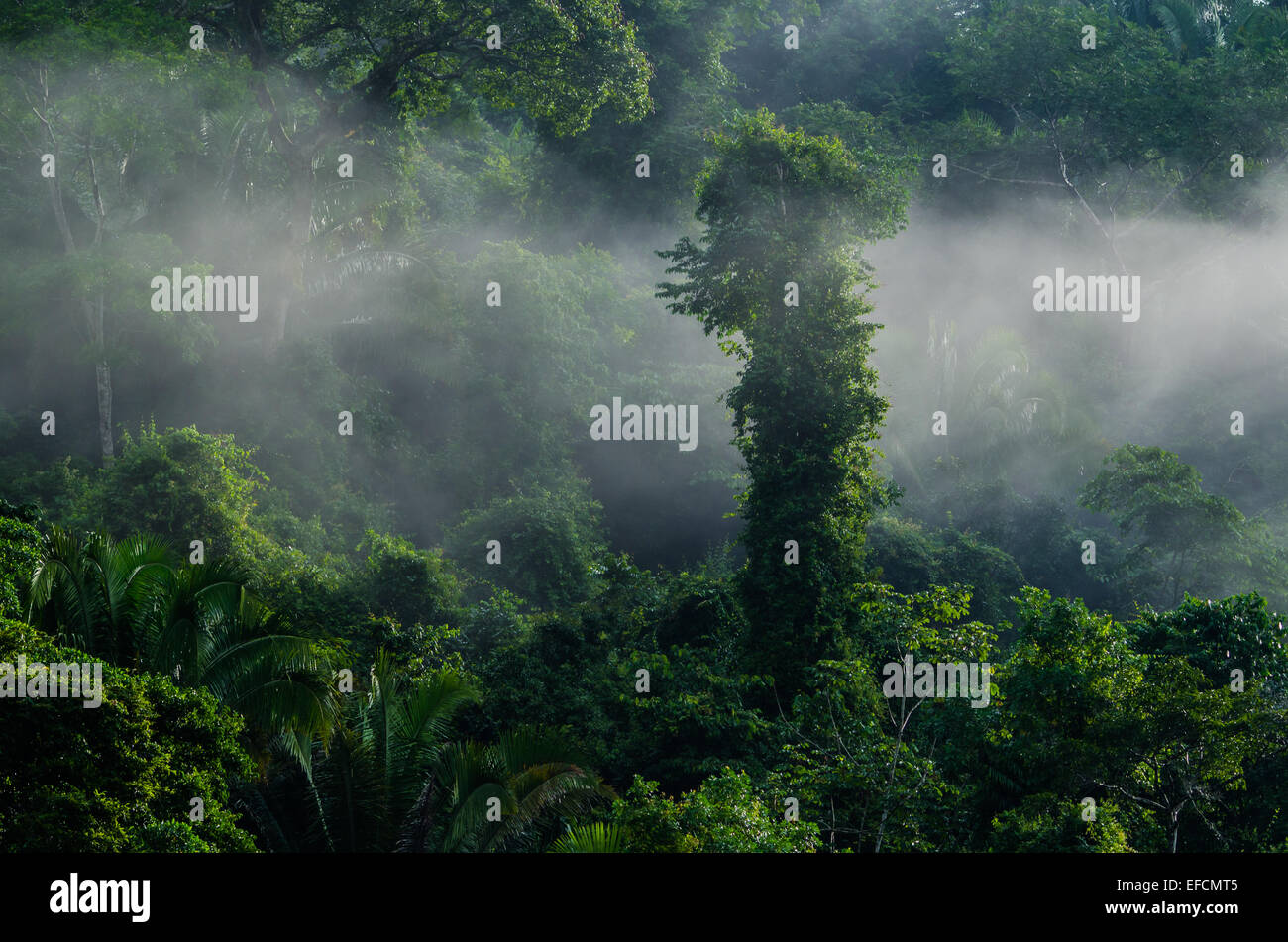 La luz de la mañana brille en la niebla pasando del bosque tropical lluvioso. Belice, Centroamérica. Foto de stock