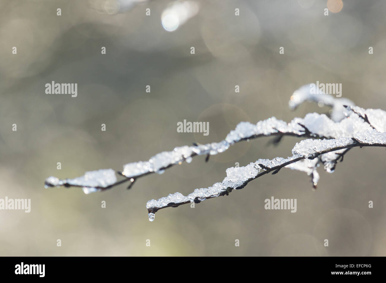 El derretimiento de la nieve en una rama en un bosque con la suave luz del sol por la mañana. Foto de stock