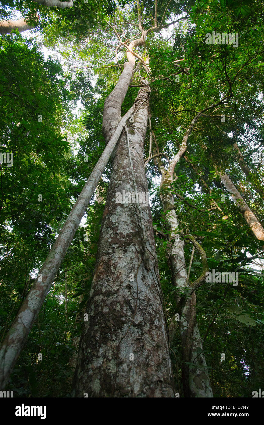árbol de brujas fotografías e imágenes de alta resolución - Alamy