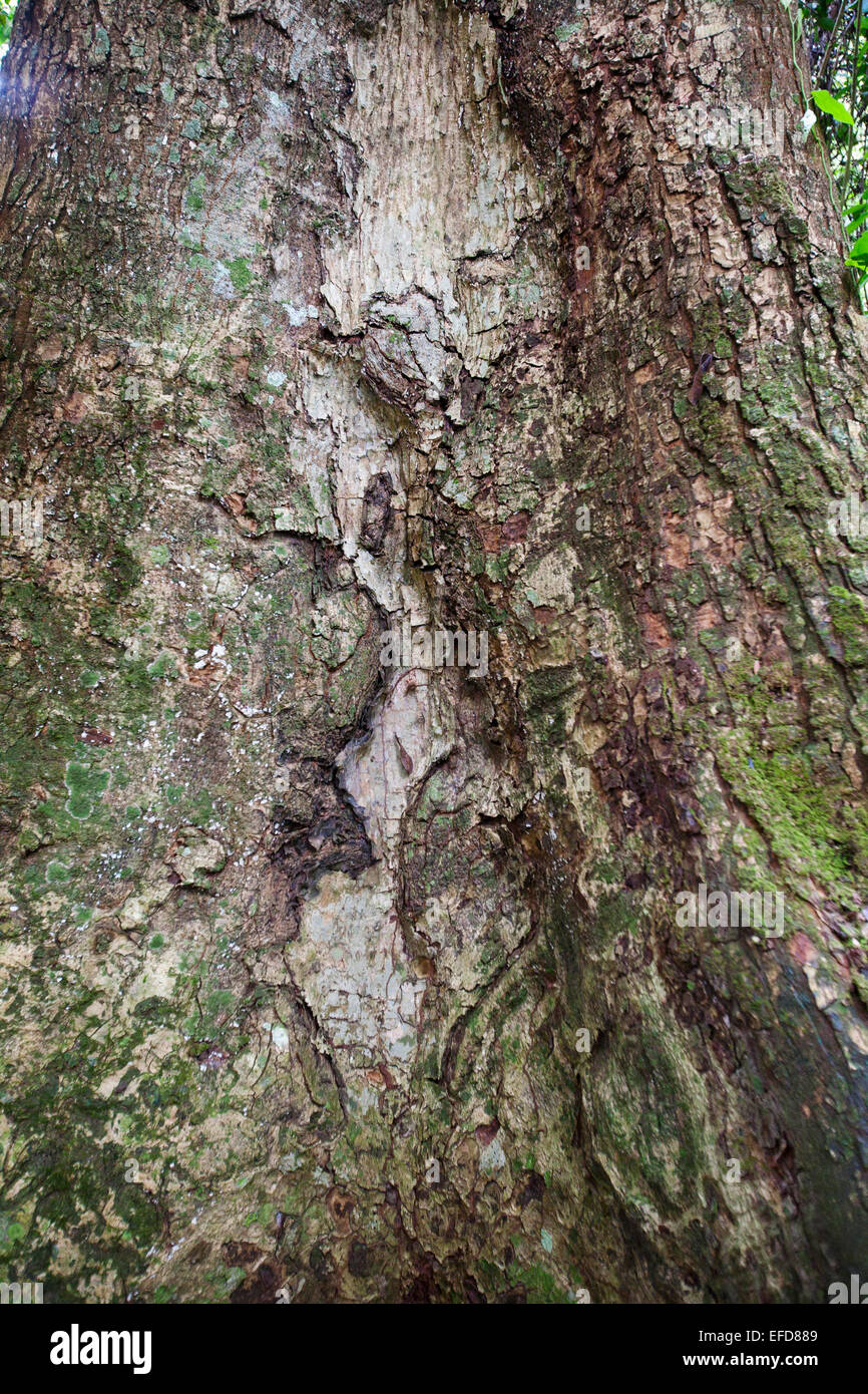 Africano de cedro o caoba pesado de Budongo (Entandrophragama utile) Reserva de Bosque de Budongo, Uganda - Vulnerable de la Lista Roja de la UICN. Foto de stock