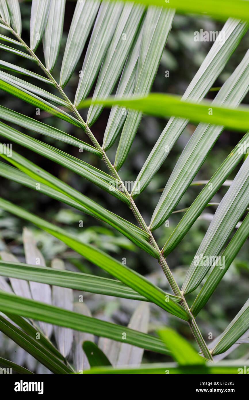 Las hojas de la palma de aceite africana (Elaeis guineensis) Foto de stock