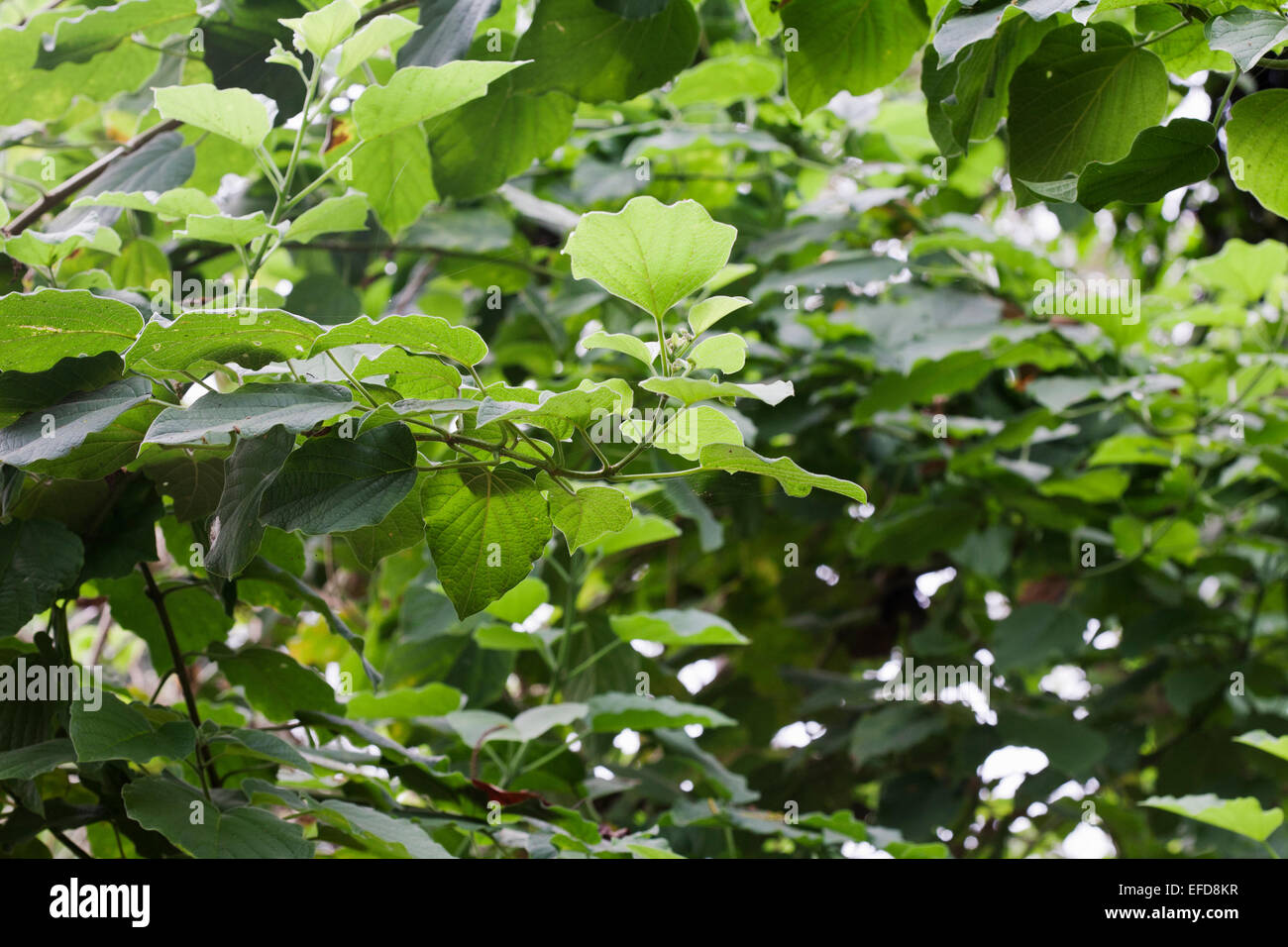 Clerodendrum rotundifolium; plantas medicinales utilizadas en Uganda para curar las tenias, toses y reumatismo Foto de stock