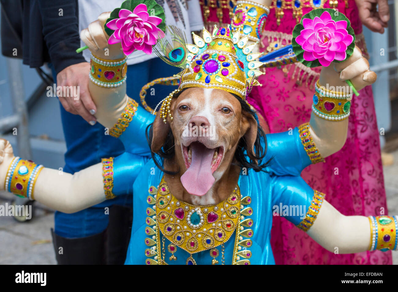 Etna Vacilar esfuerzo Perro día de disfraces de Carnaval en Las Palmas de Gran Canaria. Islas  Canarias, España Fotografía de stock - Alamy