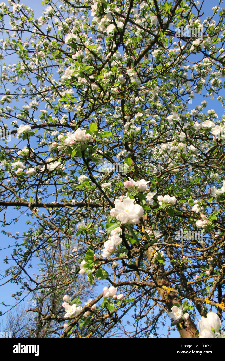 Apple florece en primavera se puede usar como fondo Foto de stock