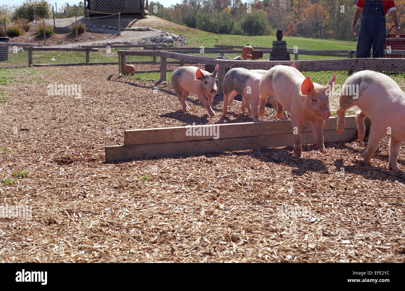 Evento de carreras de cerdos en granjas Eckerts en Illinois Fotografía de  stock - Alamy