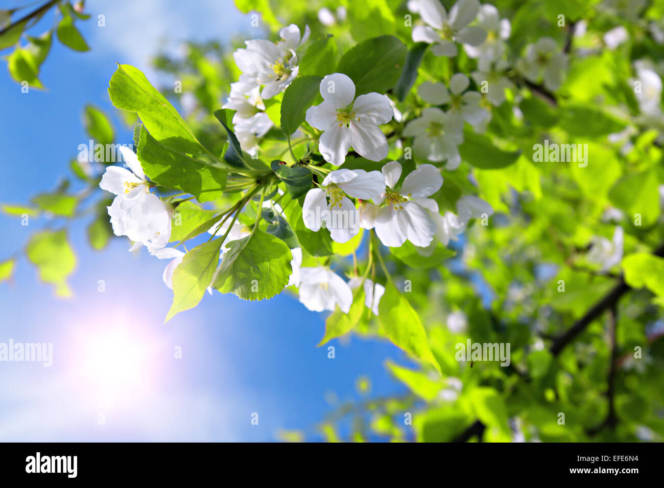 Rama en flor de manzano con sol y cielo azul Foto de stock