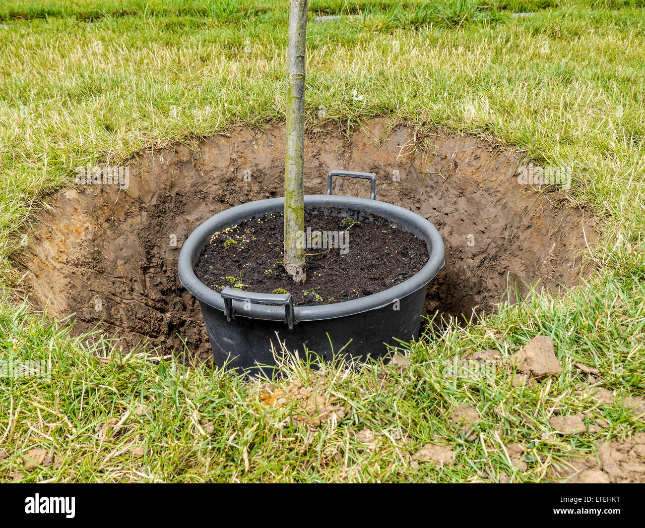 Jardín árbol plantado en el suelo Foto de stock