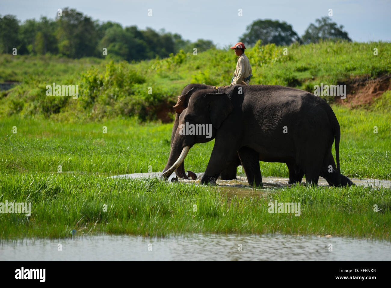 Mahout y sus elefantes en el Centro de Conservación del Elefante, Parque Nacional Way Kambas. Foto de stock