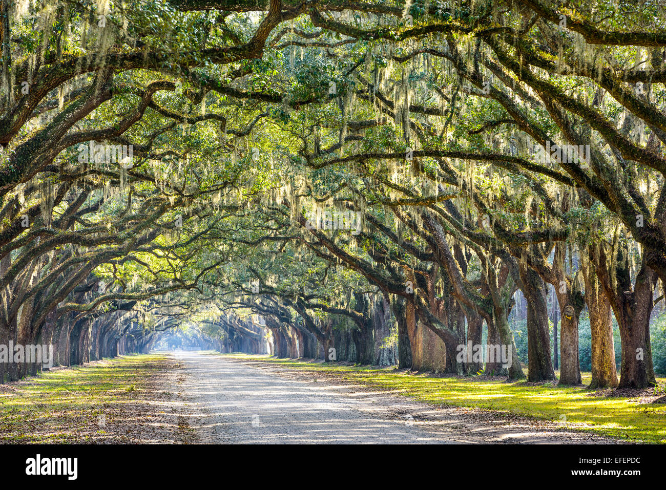 Savannah, Georgia, Estados Unidos oak road en arbolada histórica plantación Wormsloe. Foto de stock