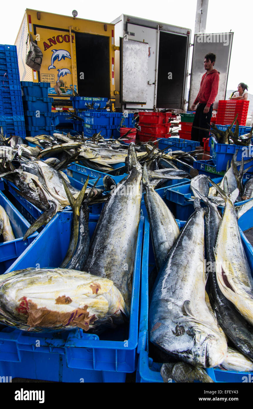 (Pesca pescado MahiMahi,Coryphaena hippurus) la descarga en el puerto