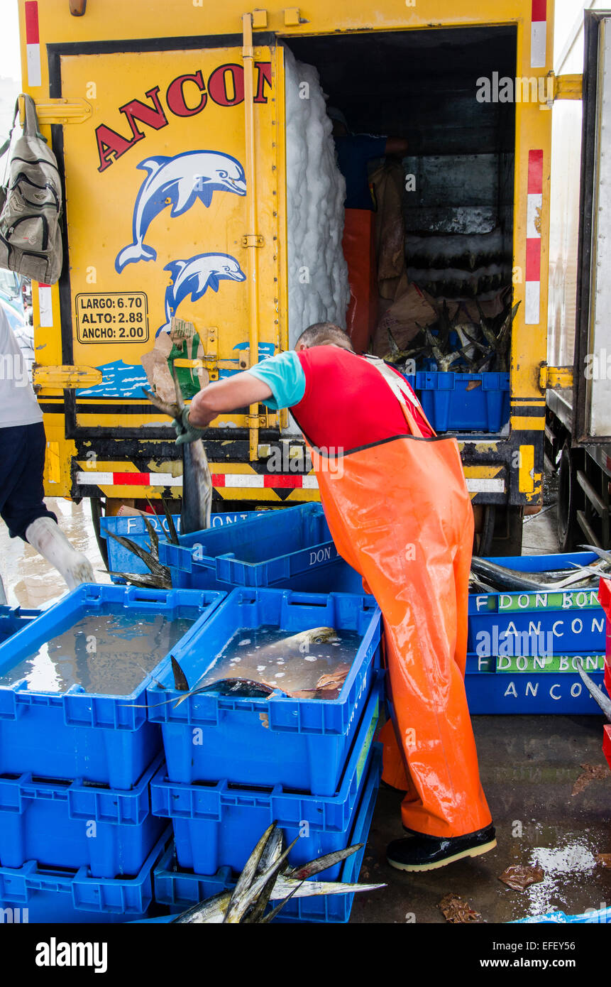 (Pesca pescado MahiMahi,Coryphaena hippurus) la descarga en el puerto