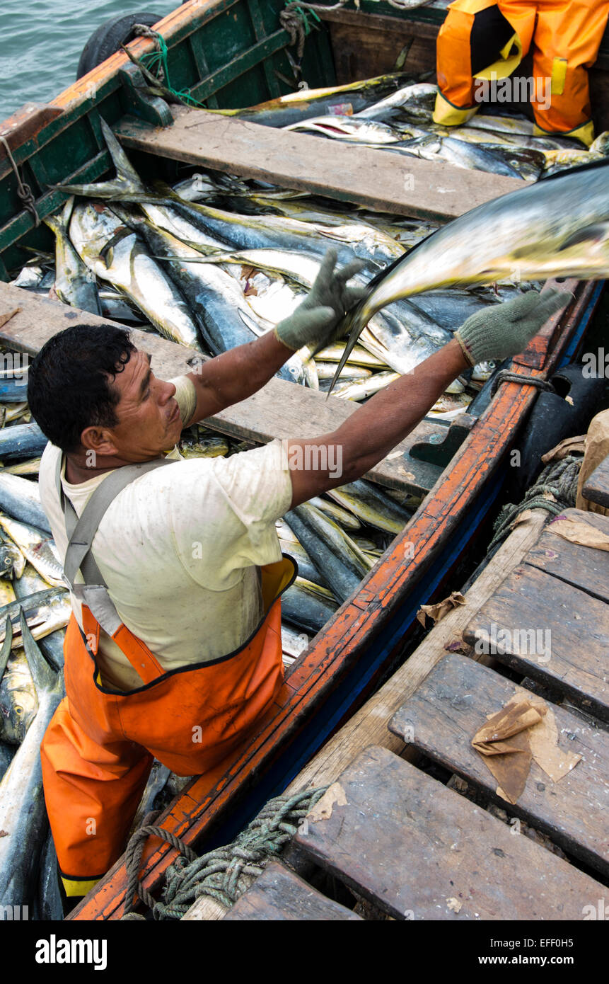 (Pesca pescado MahiMahi,Coryphaena hippurus) la descarga en el puerto