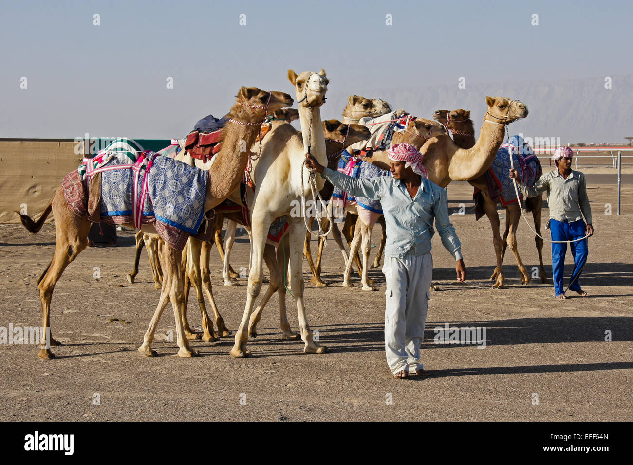 Las carreras de camellos y formadores en Al-Malagit racetrack, Abu Dhabi, Emiratos Árabes Unidos Foto de stock