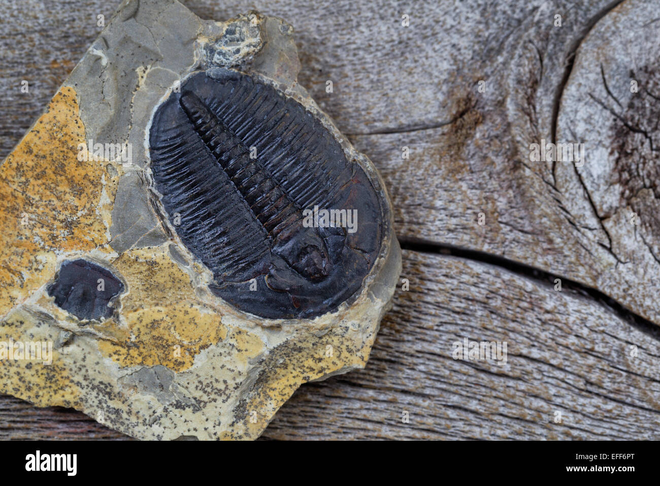 Cerca de una perfecta trilobites fosilizados en piedra arenisca en la edad de la madera Foto de stock
