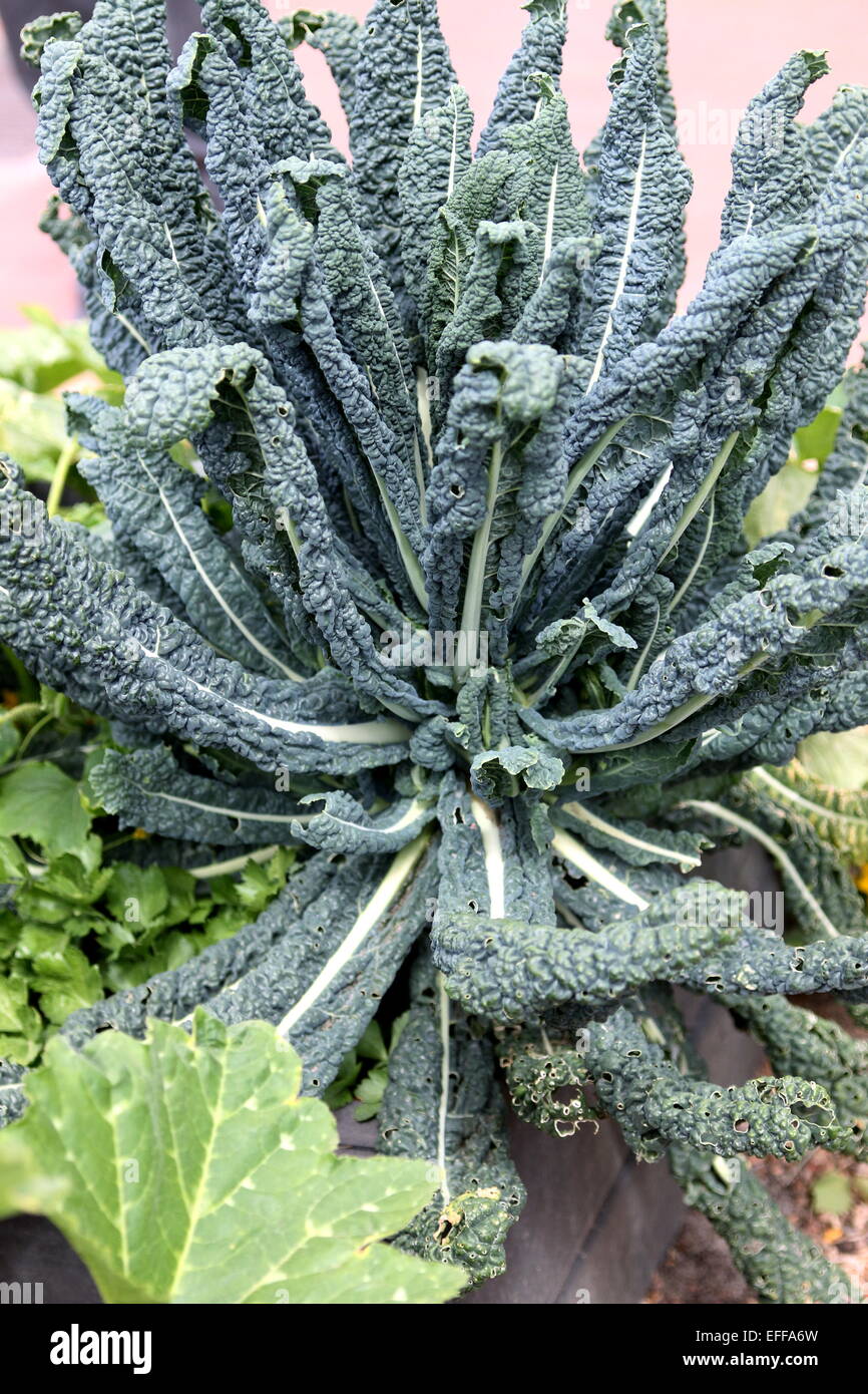 Kale Toscano, Brassica oleracea vergetable negro Foto de stock