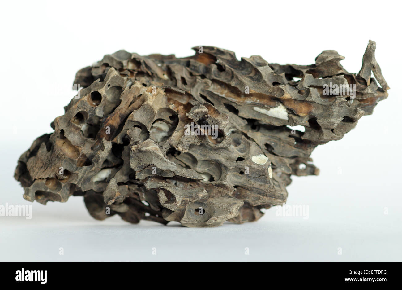Driftwood aburridos por gran shipworm teredo navalis, un molusco bivalvo Foto de stock