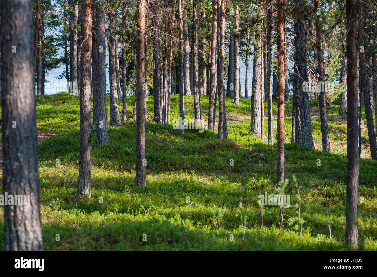 Suecia, Laponia, el condado de Norrbotten, Kvikkjokk, bosque en el lago Saggat Foto de stock