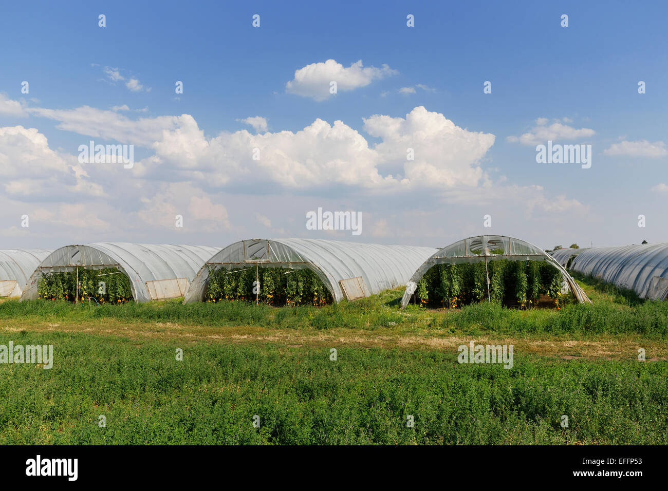 Austria, Burgenland, Sankt Andrae am Zicksee, invernaderos, el cultivo de plantas de tomate Foto de stock