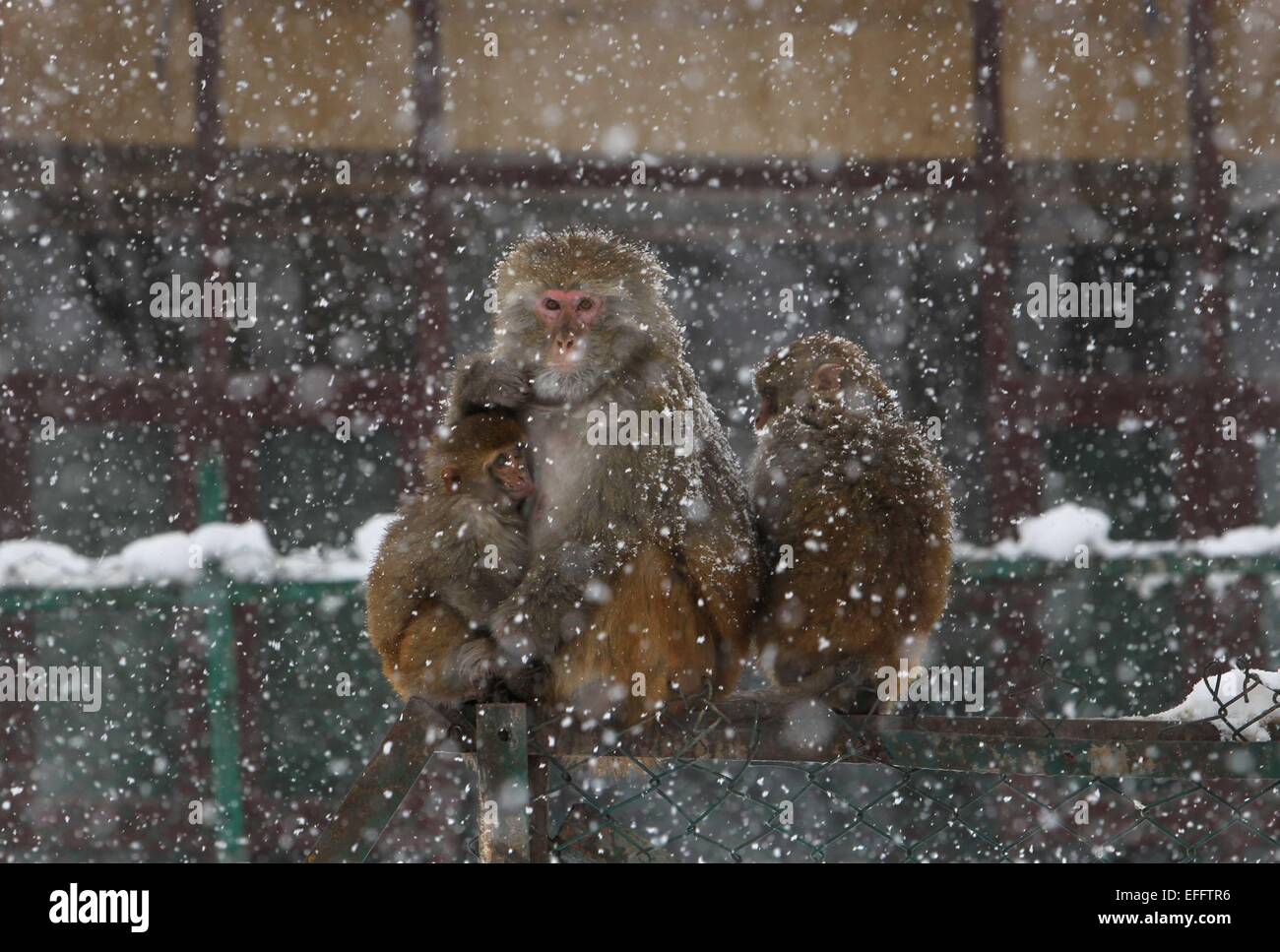 Monos de nieve en verano fotografías e imágenes de alta resolución - Alamy
