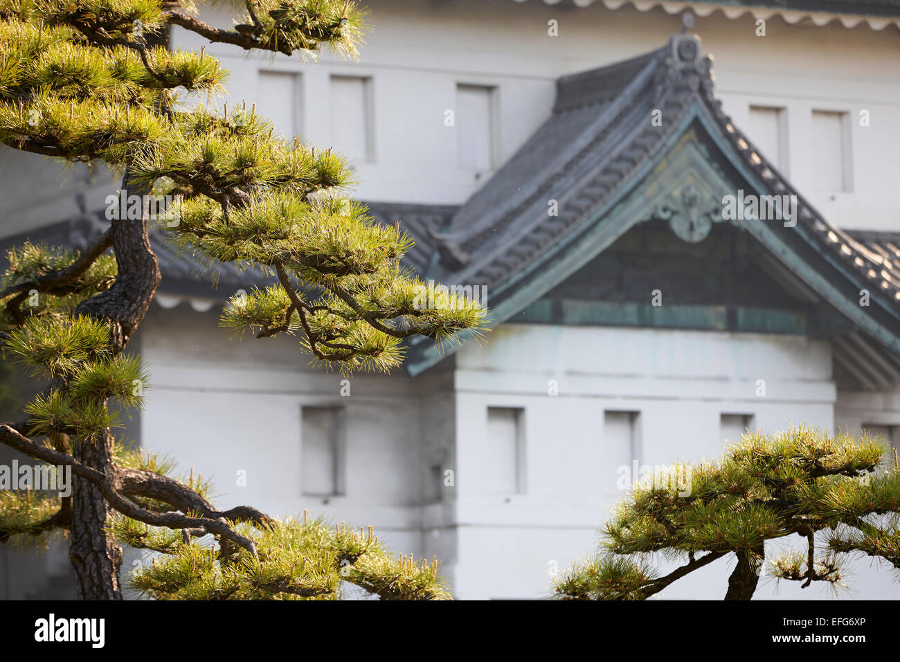 Pino negro japonés en frente del edificio del Palacio Imperial, Tokio, Japón Foto de stock
