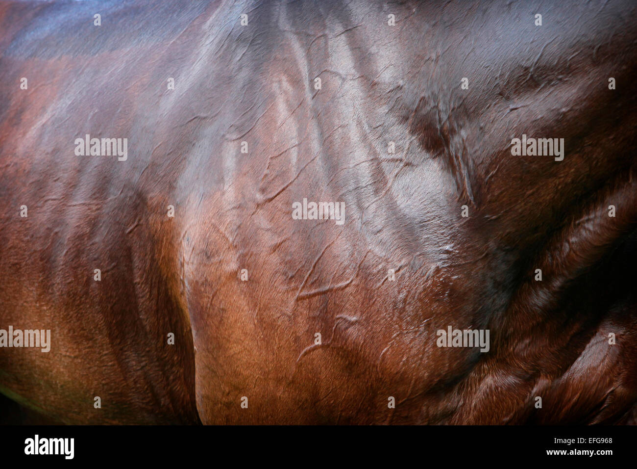 Vista lateral recortada de sudoración bay caballo de pura sangre, planteadas con venas Foto de stock