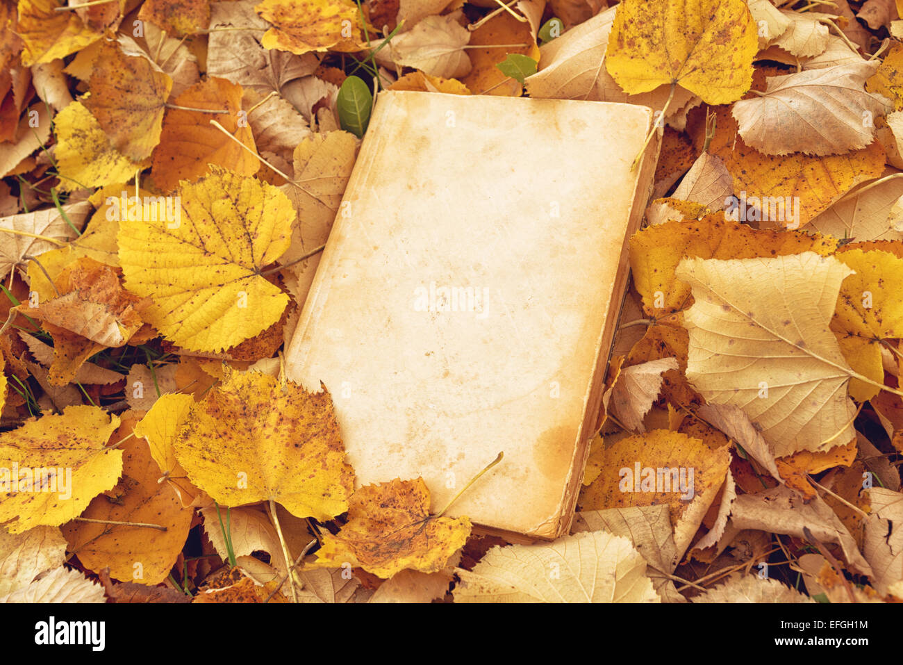 Vintage Reserve con portadas en blanco como espacio de copia en hojas de  otoño caído antecedentes Fotografía de stock - Alamy