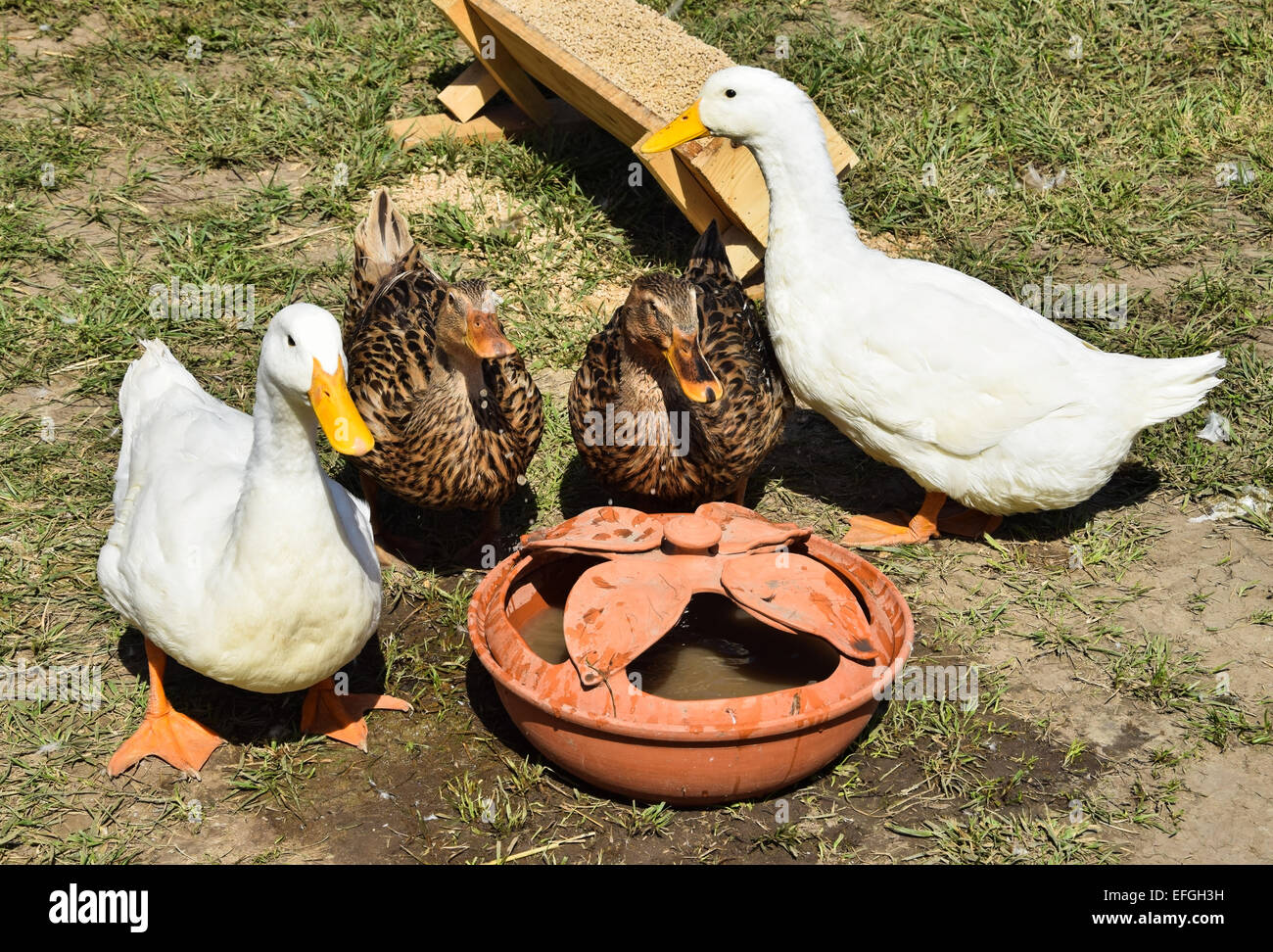 Gansos y patos Foto de stock