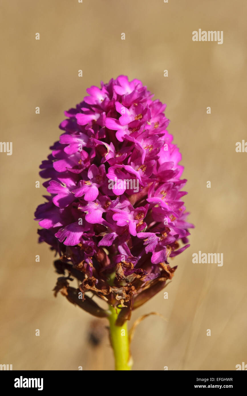 Floración (anacamptis pyramidalis Orquídea piramidal), Gotland Foto de stock