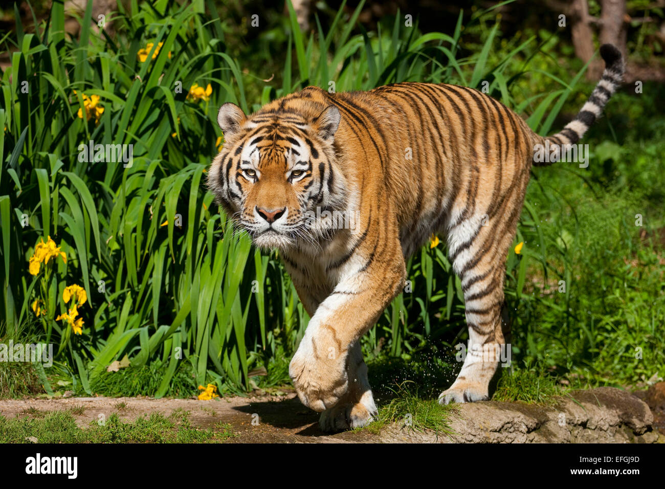 Tigre siberiano o de Amur el tigre (Panthera tigris altaica), cautiva, Sajonia, Alemania Foto de stock