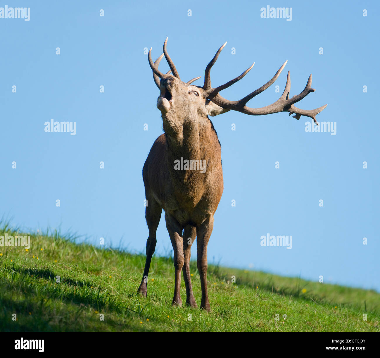 Ciervo rojo (Cervus elaphus), Stag, mugidos durante el badén, cautivo, Baja Sajonia, Alemania Foto de stock