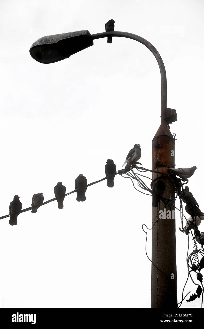 Siluetas de aves descansando sobre el cable eléctrico y polo de iluminación Foto de stock