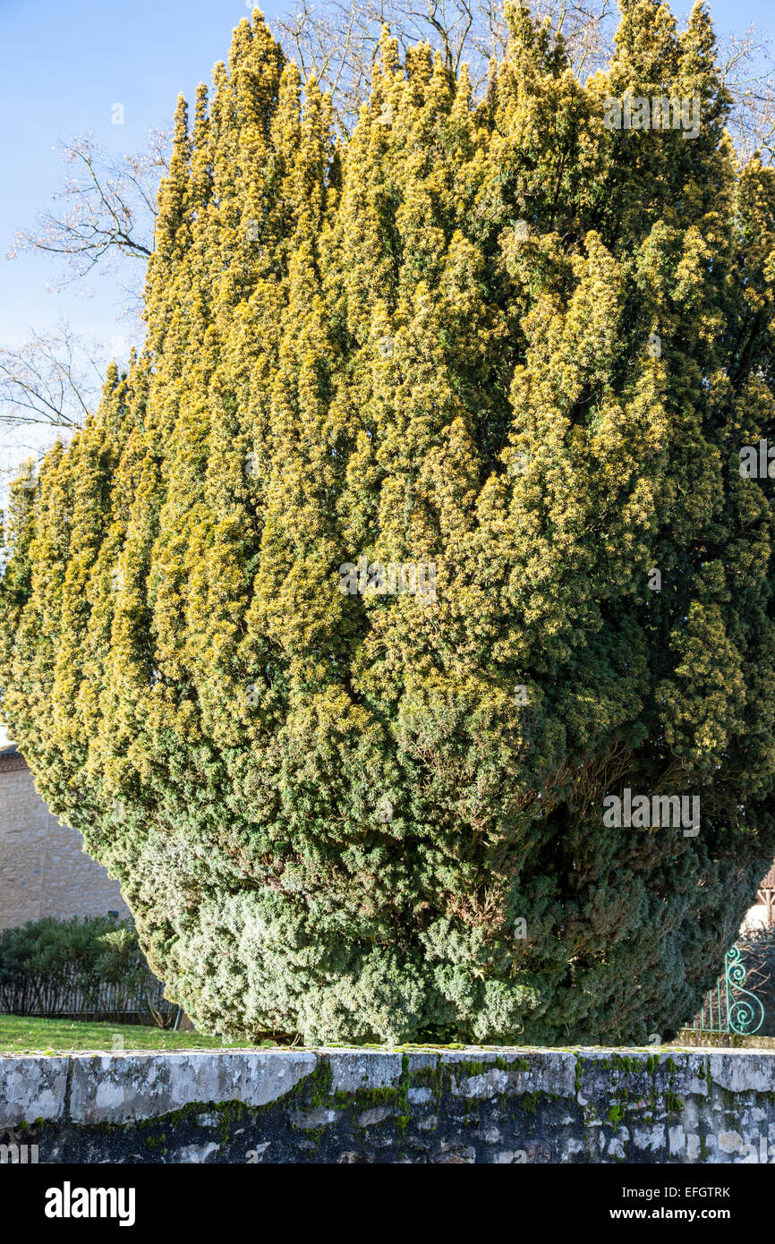 Antiguo tejo (Taxus baccata) Foto de stock