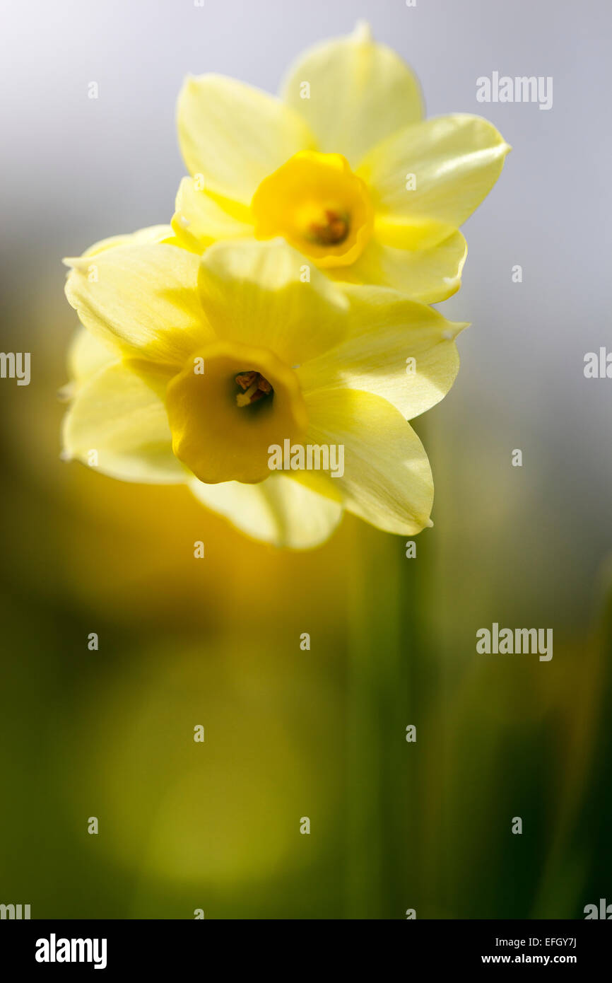 Narcissus tazetta 'Minnow' Foto de stock