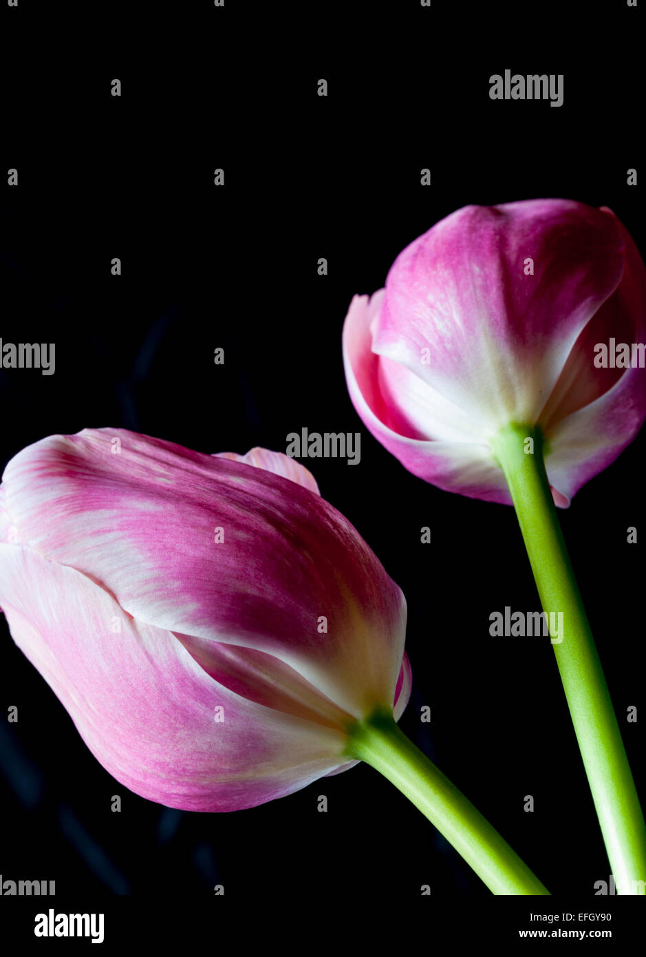 Cerca de dos tulipanes rosados desde abajo Foto de stock